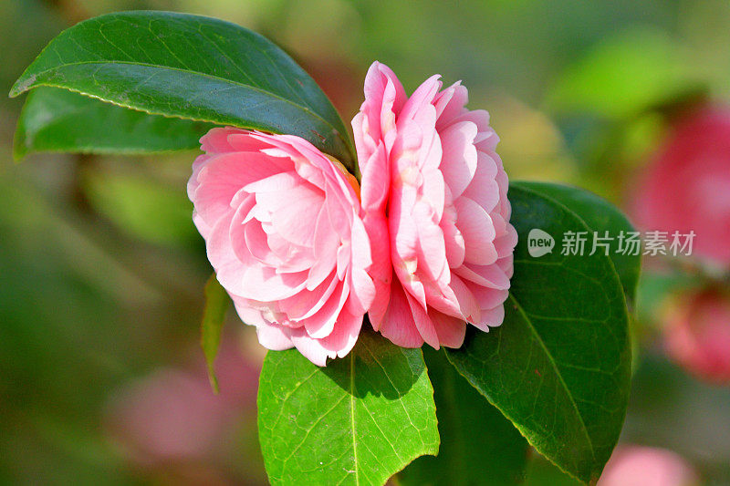 山茶花/日本山茶花花:红色，粉红色和白色